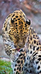 Preview wallpaper leopard, big cat, predator, animal, lick