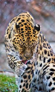 Preview wallpaper leopard, big cat, predator, animal, lick