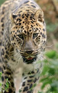 Preview wallpaper leopard, big cat, predator, walk
