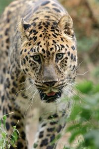 Preview wallpaper leopard, big cat, predator, walk