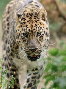 Preview wallpaper leopard, big cat, predator, walk