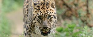 Preview wallpaper leopard, big cat, predator, walk