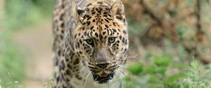 Preview wallpaper leopard, big cat, predator, walk