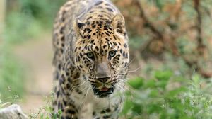 Preview wallpaper leopard, big cat, predator, walk