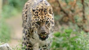Preview wallpaper leopard, big cat, predator, walk