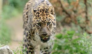 Preview wallpaper leopard, big cat, predator, walk