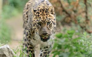 Preview wallpaper leopard, big cat, predator, walk
