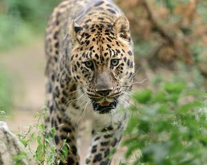 Preview wallpaper leopard, big cat, predator, walk