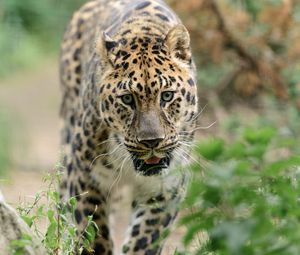 Preview wallpaper leopard, big cat, predator, walk