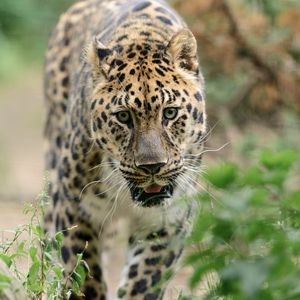 Preview wallpaper leopard, big cat, predator, walk