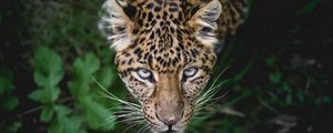 Preview wallpaper leopard, big cat, predator, muzzle, look, look out