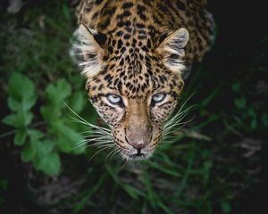Preview wallpaper leopard, big cat, predator, muzzle, look, look out