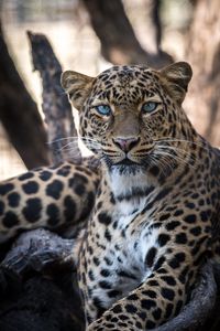 Preview wallpaper leopard, big cat, predator, sight