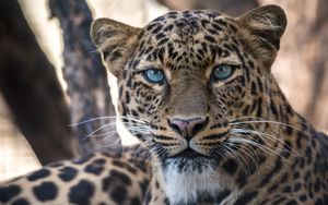 Preview wallpaper leopard, big cat, predator, sight
