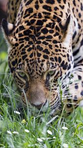 Preview wallpaper leopard, big cat, predator, grass, wildlife