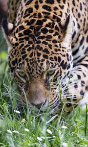 Preview wallpaper leopard, big cat, predator, grass, wildlife