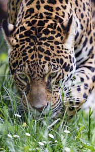 Preview wallpaper leopard, big cat, predator, grass, wildlife