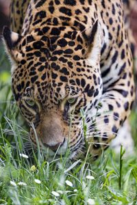 Preview wallpaper leopard, big cat, predator, grass, wildlife