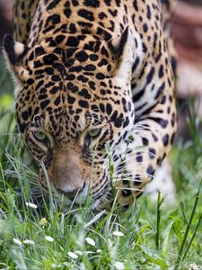 Preview wallpaper leopard, big cat, predator, grass, wildlife