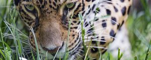 Preview wallpaper leopard, big cat, predator, grass, wildlife