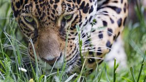 Preview wallpaper leopard, big cat, predator, grass, wildlife