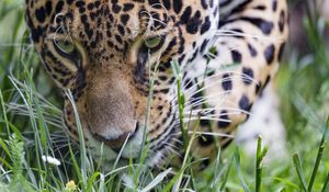 Preview wallpaper leopard, big cat, predator, grass, wildlife
