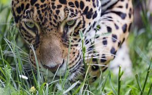 Preview wallpaper leopard, big cat, predator, grass, wildlife