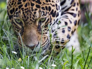 Preview wallpaper leopard, big cat, predator, grass, wildlife