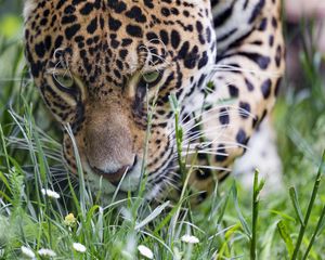 Preview wallpaper leopard, big cat, predator, grass, wildlife