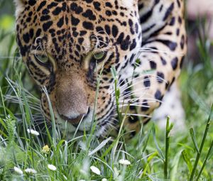 Preview wallpaper leopard, big cat, predator, grass, wildlife