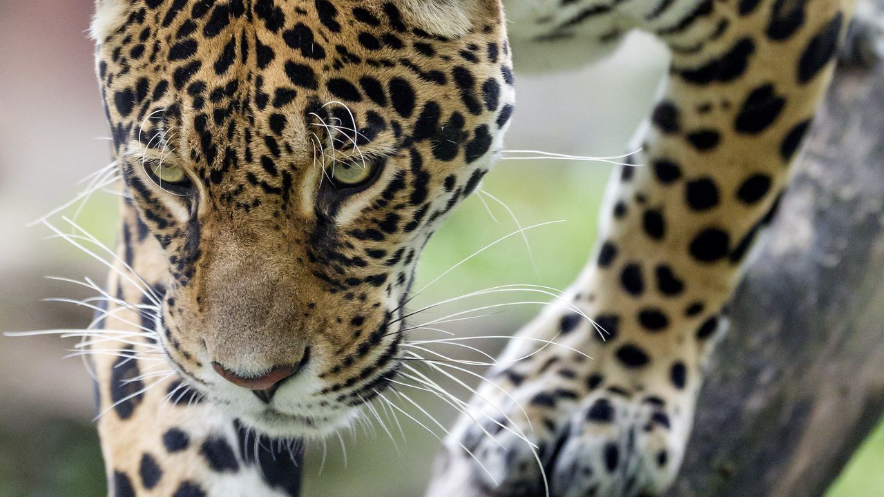 Wallpaper leopard, big cat, predator, beast, wildlife