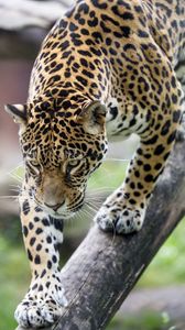 Preview wallpaper leopard, big cat, predator, beast, wildlife