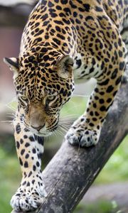 Preview wallpaper leopard, big cat, predator, beast, wildlife