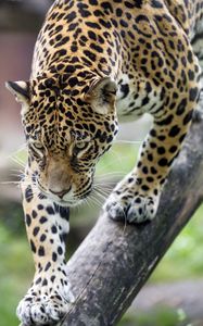 Preview wallpaper leopard, big cat, predator, beast, wildlife