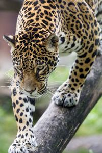 Preview wallpaper leopard, big cat, predator, beast, wildlife