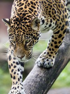 Preview wallpaper leopard, big cat, predator, beast, wildlife