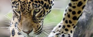 Preview wallpaper leopard, big cat, predator, beast, wildlife
