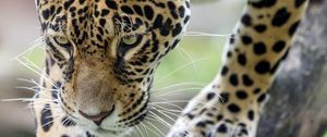 Preview wallpaper leopard, big cat, predator, beast, wildlife