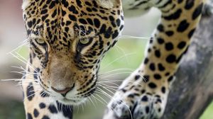 Preview wallpaper leopard, big cat, predator, beast, wildlife