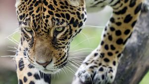 Preview wallpaper leopard, big cat, predator, beast, wildlife