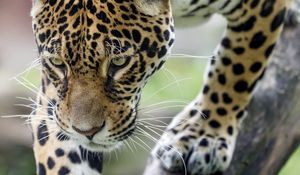 Preview wallpaper leopard, big cat, predator, beast, wildlife