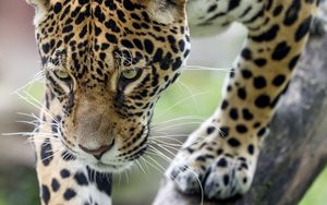 Preview wallpaper leopard, big cat, predator, beast, wildlife