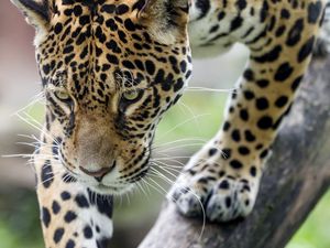Preview wallpaper leopard, big cat, predator, beast, wildlife