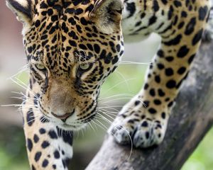 Preview wallpaper leopard, big cat, predator, beast, wildlife