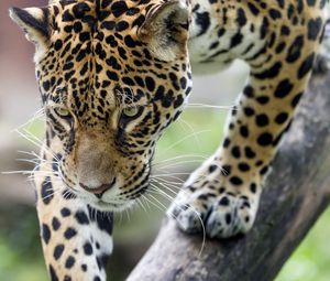 Preview wallpaper leopard, big cat, predator, beast, wildlife