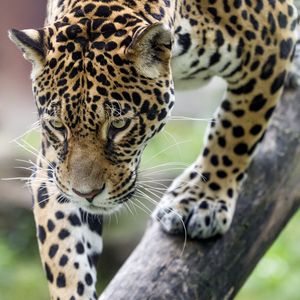 Preview wallpaper leopard, big cat, predator, beast, wildlife