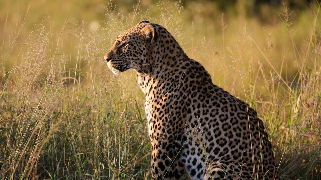 Wallpaper leopard, big cat, predator, beast, grass