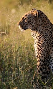Preview wallpaper leopard, big cat, predator, beast, grass