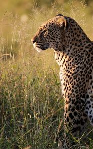 Preview wallpaper leopard, big cat, predator, beast, grass