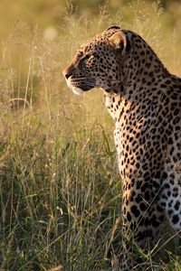 Preview wallpaper leopard, big cat, predator, beast, grass